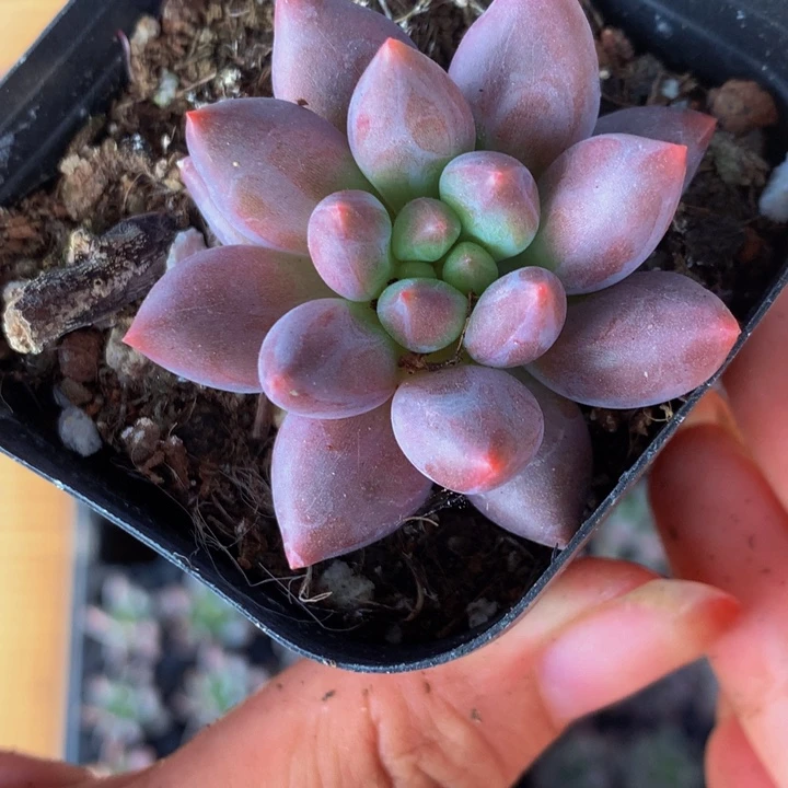 虞美人 方杯 （满9.99包邮不满9.99发叶子）