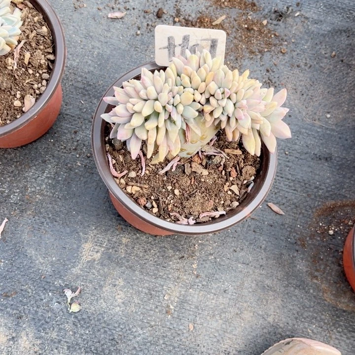 多肉植物9.9包邮