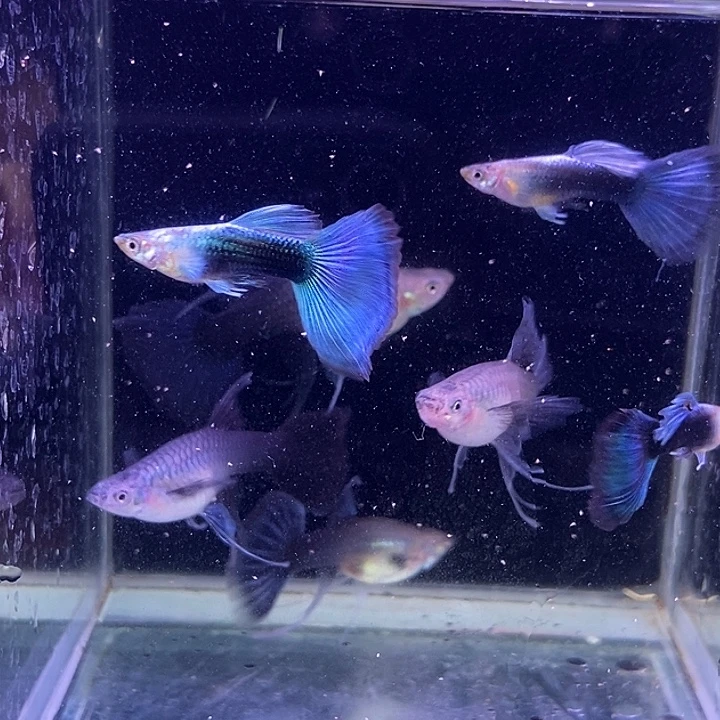 孔雀鱼蓝礼服西2对