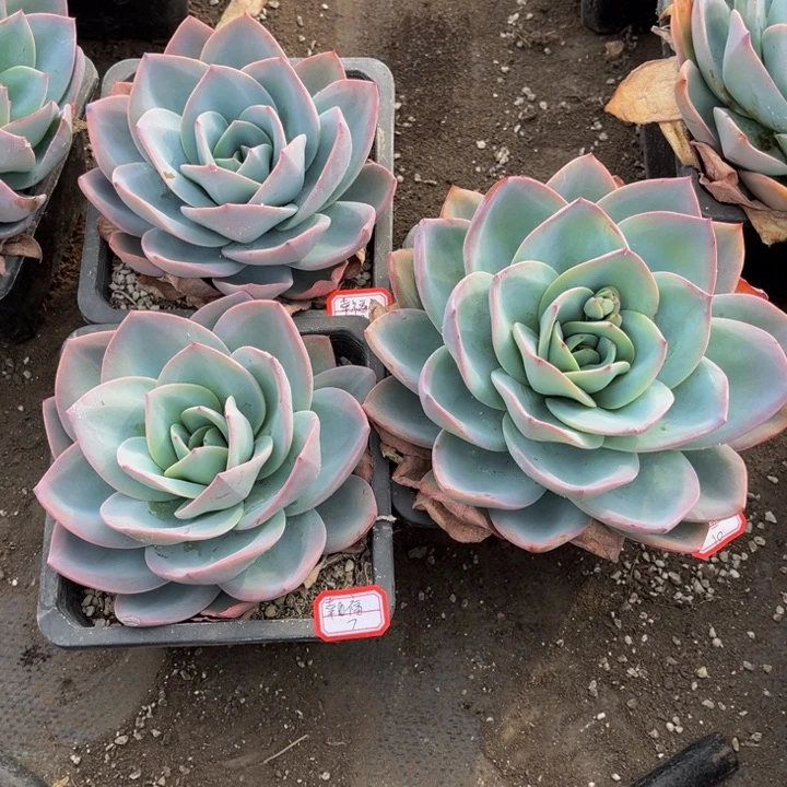 幸*布鲁蓝单头三颗