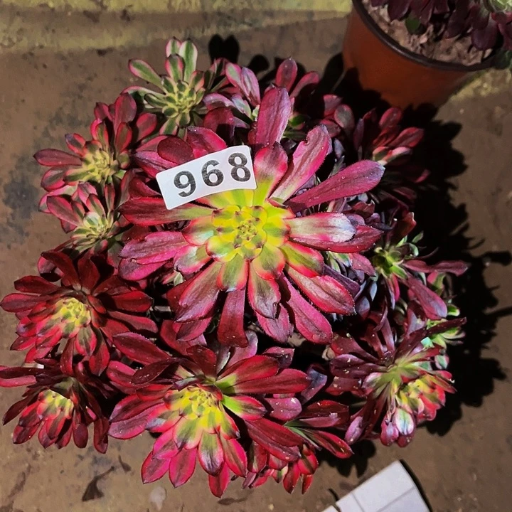 968舞天姬多肉植物处理不售后