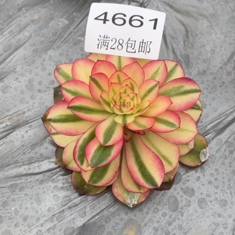 荔枝多肉多肉4661