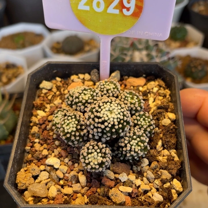 自根松针牡丹2829