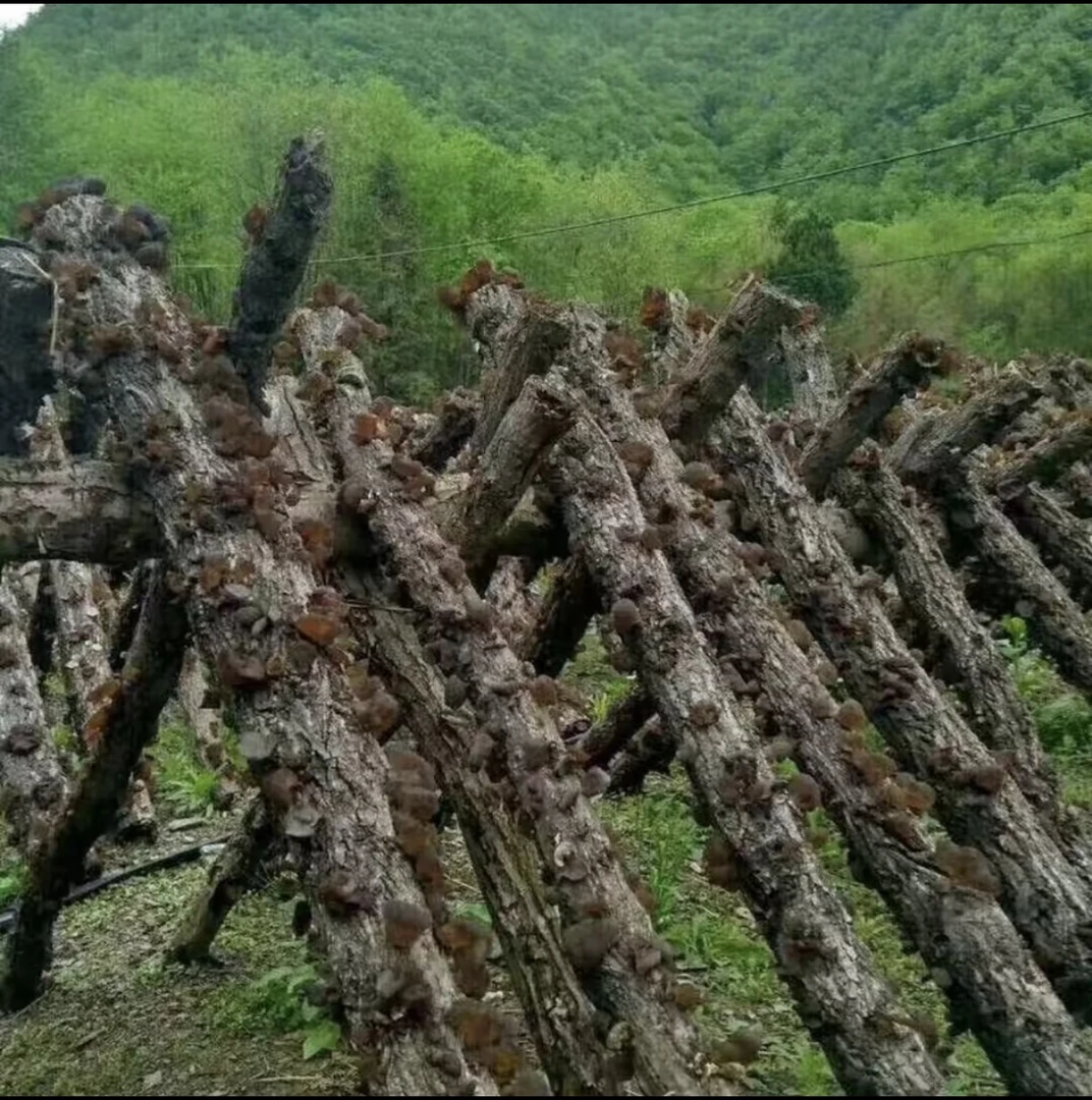 长白山【木段木耳】软糯劲道肉厚东北特色木耳