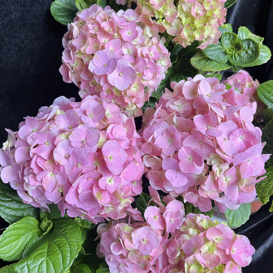 姹紫嫣红 绣球花盆栽庭院阳台新手易养护喜水植物