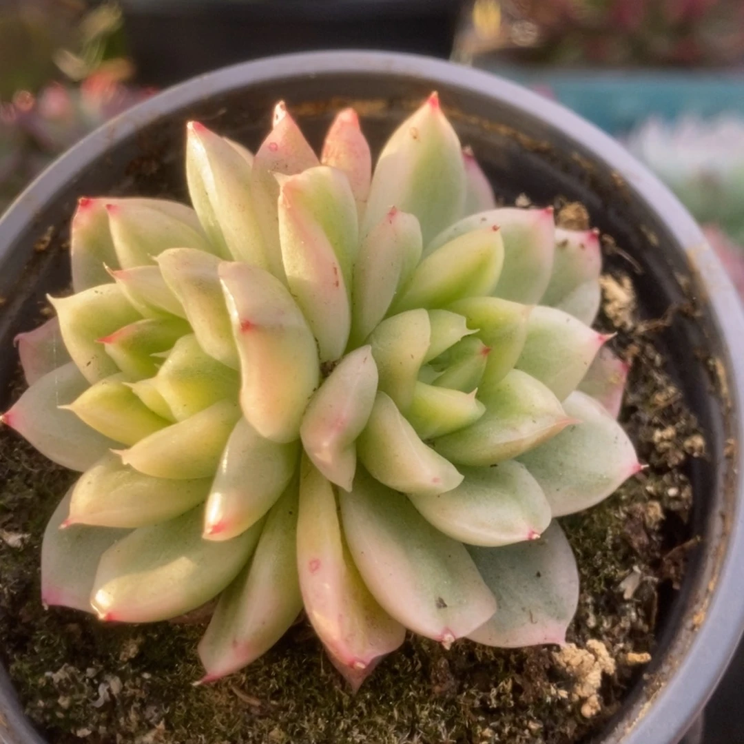 171东云杂锦锦锦锦锦锦