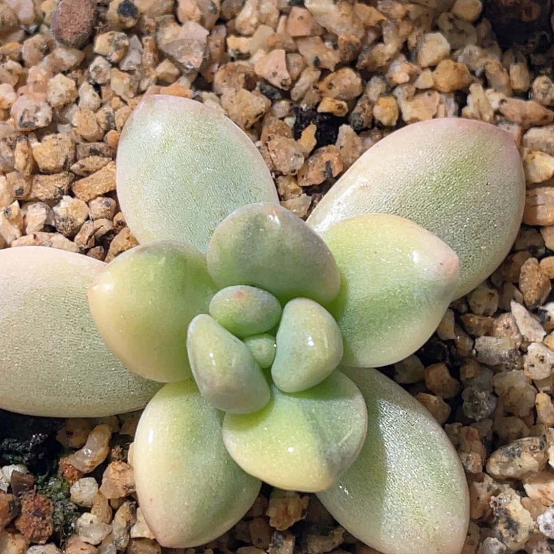 @*云多肉特价新香水锦7057带盆发货