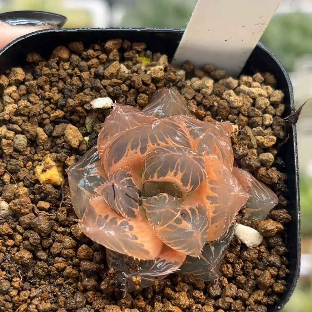 57大窗糊斑龙爪玉露锦fulizhuanc