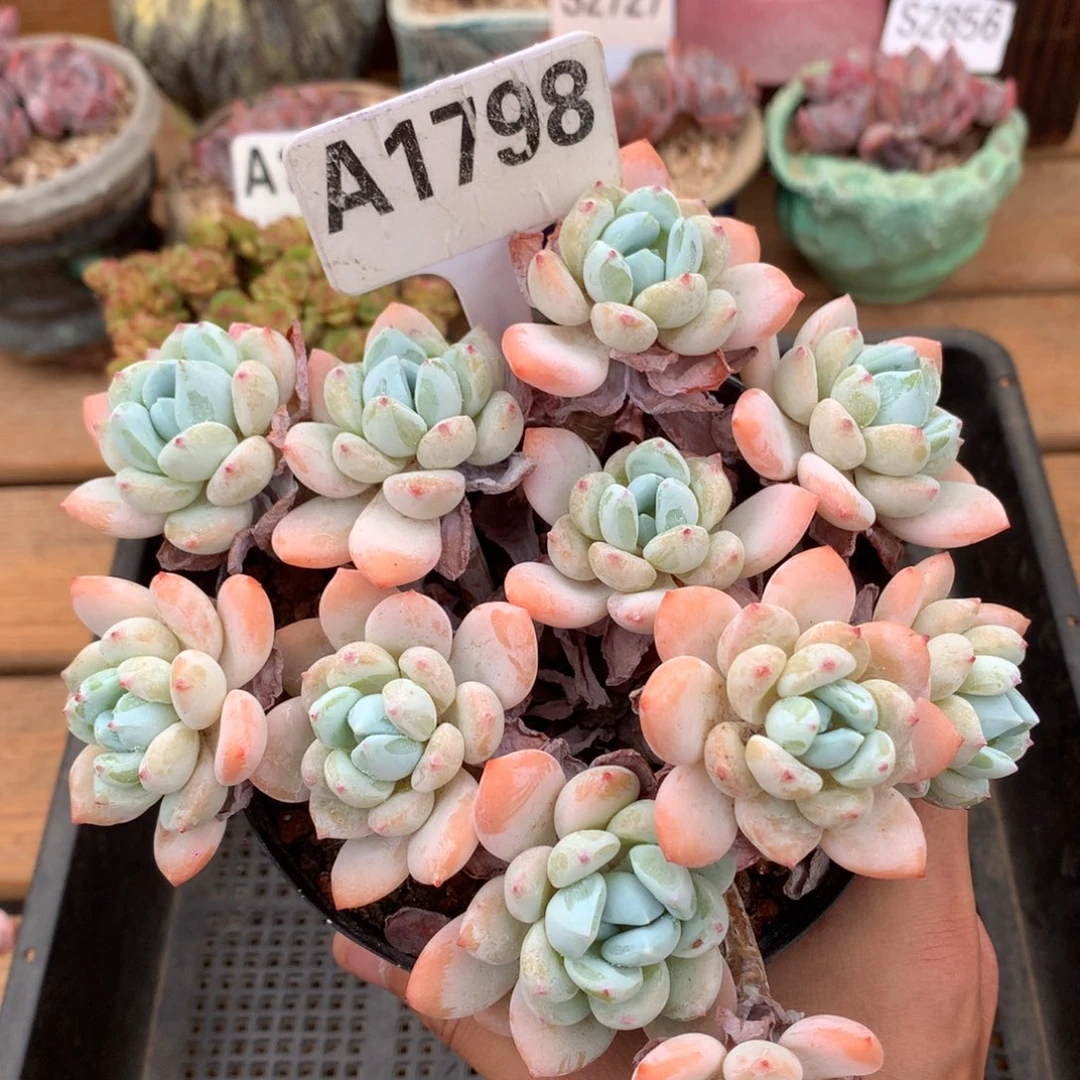 A1798 冷香 无砍 14cm