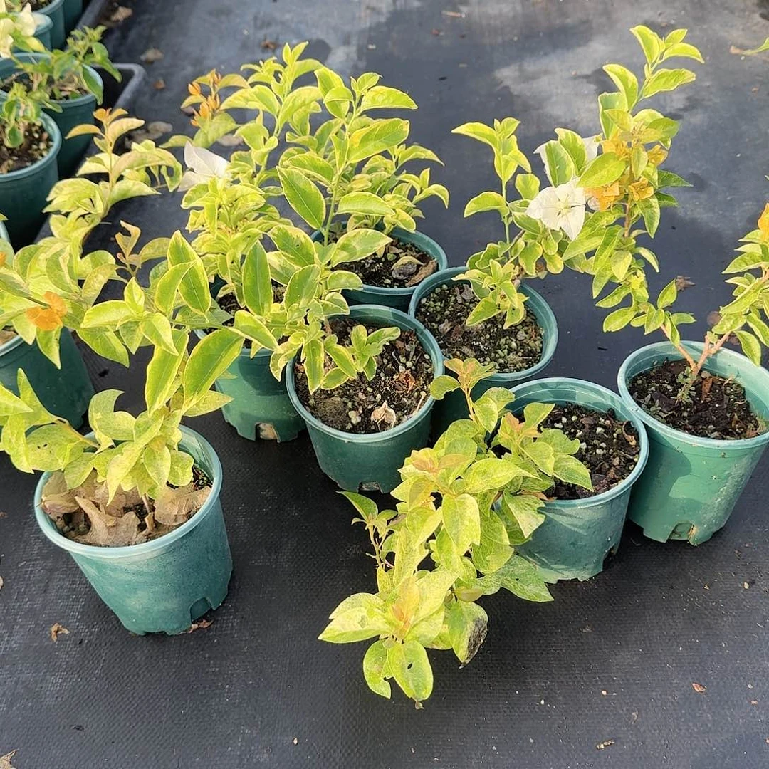 完全开放金边白雪和沙斑女郎