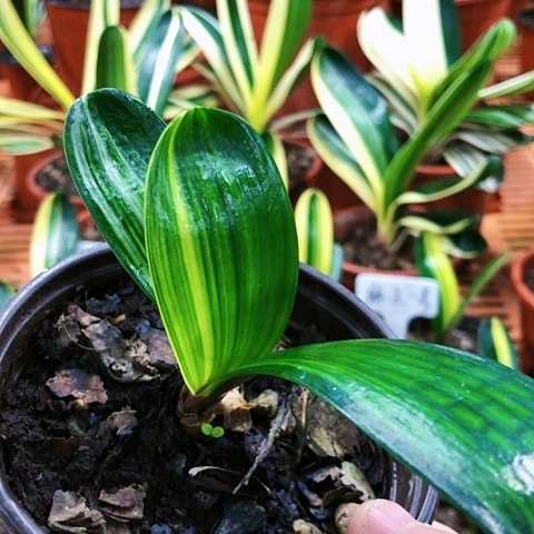 【闪购商品】一**秋