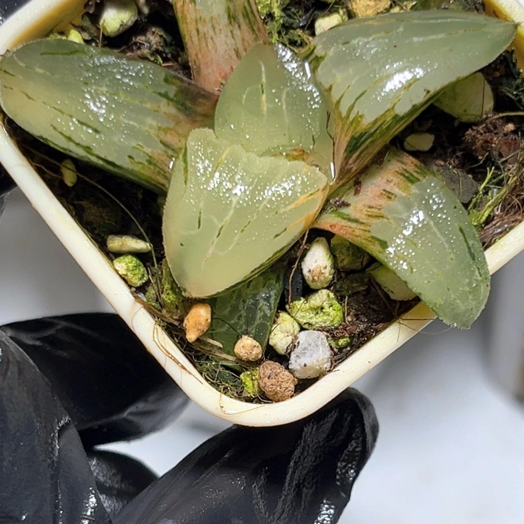 恭喜发财大吉大利1032