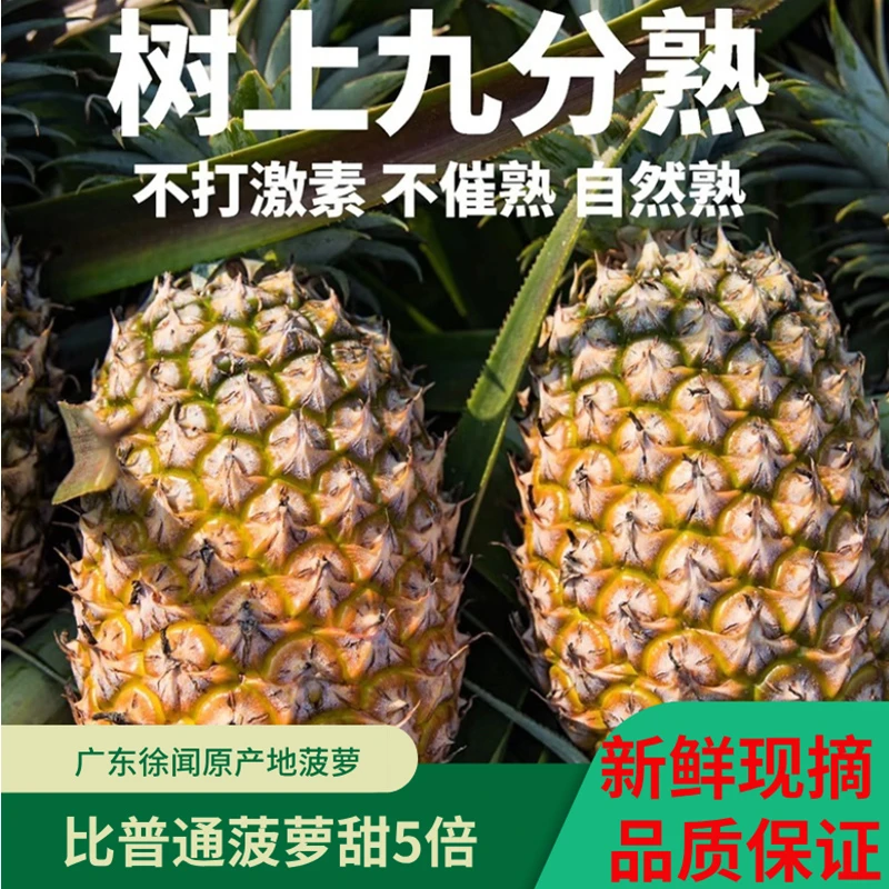 新鲜菠萝现摘甜波萝广东徐闻菠萝特产孕妇水果酸甜应季水果香水