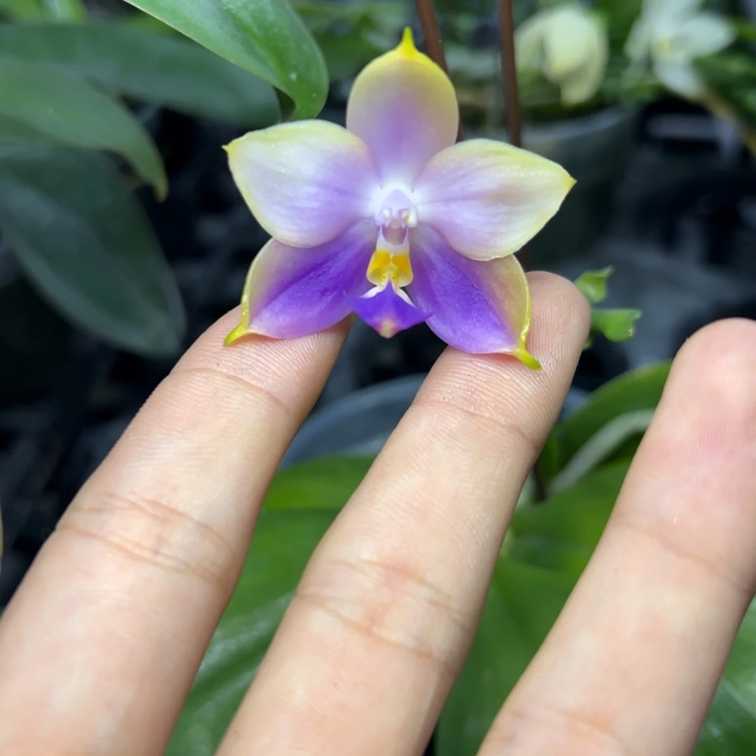 完全开放l219三寸ys1181