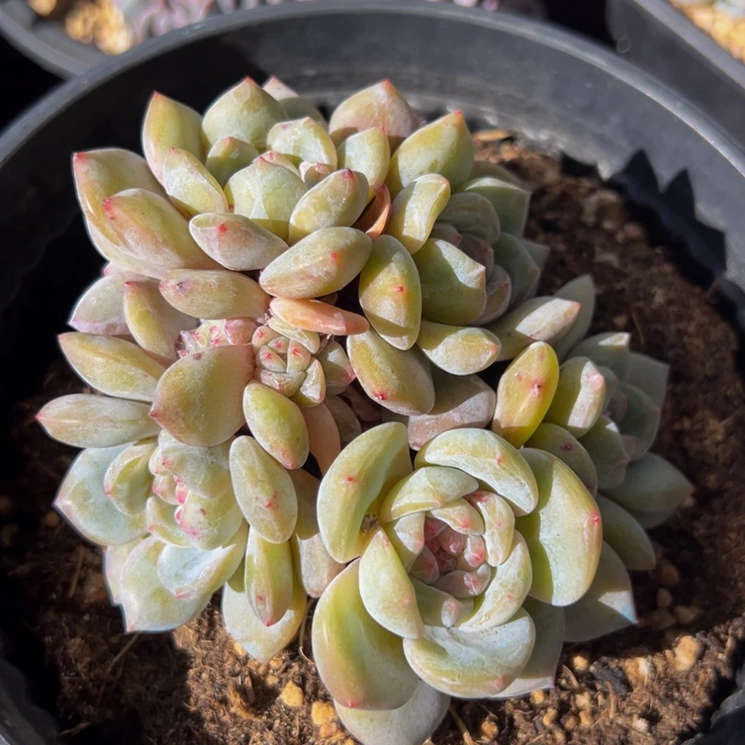 新年快乐 新年快乐 新年快乐