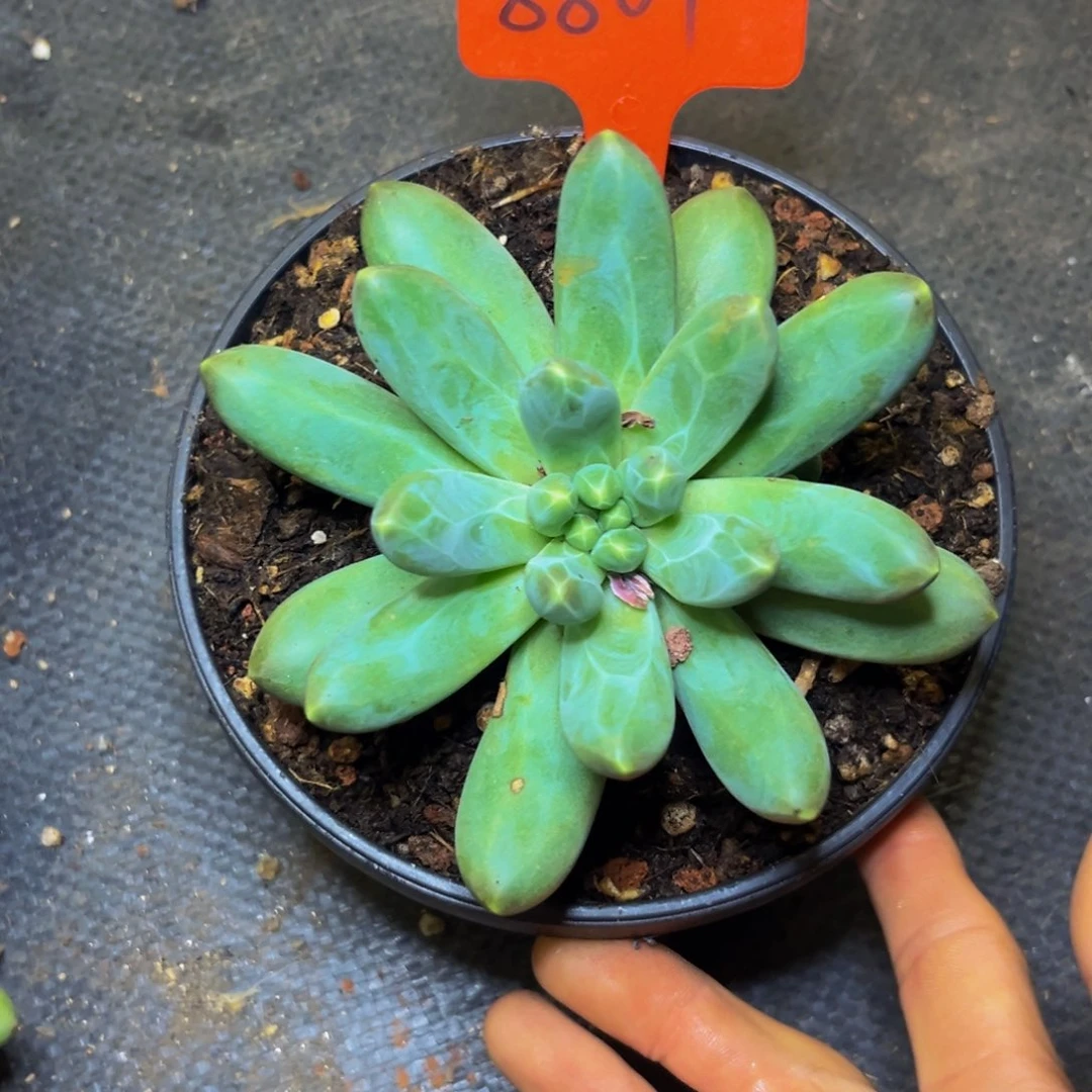 8801下午多肉植物群生