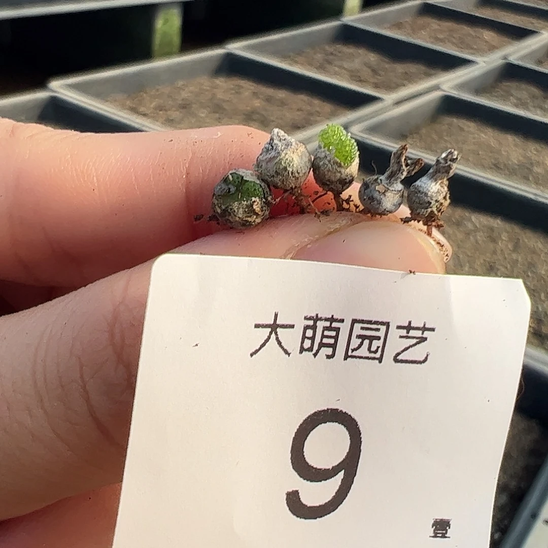 00009量拍妖奇玉5颗尺寸小介意勿拍