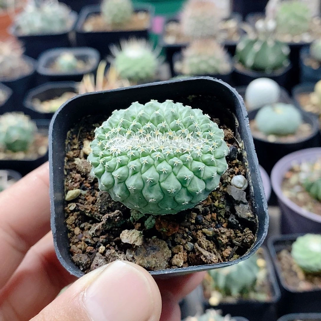 实生菊水缀化3.4公分左右
