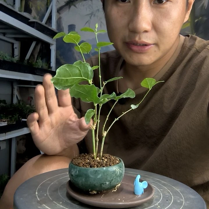 是****呀中青园艺一物一拍24