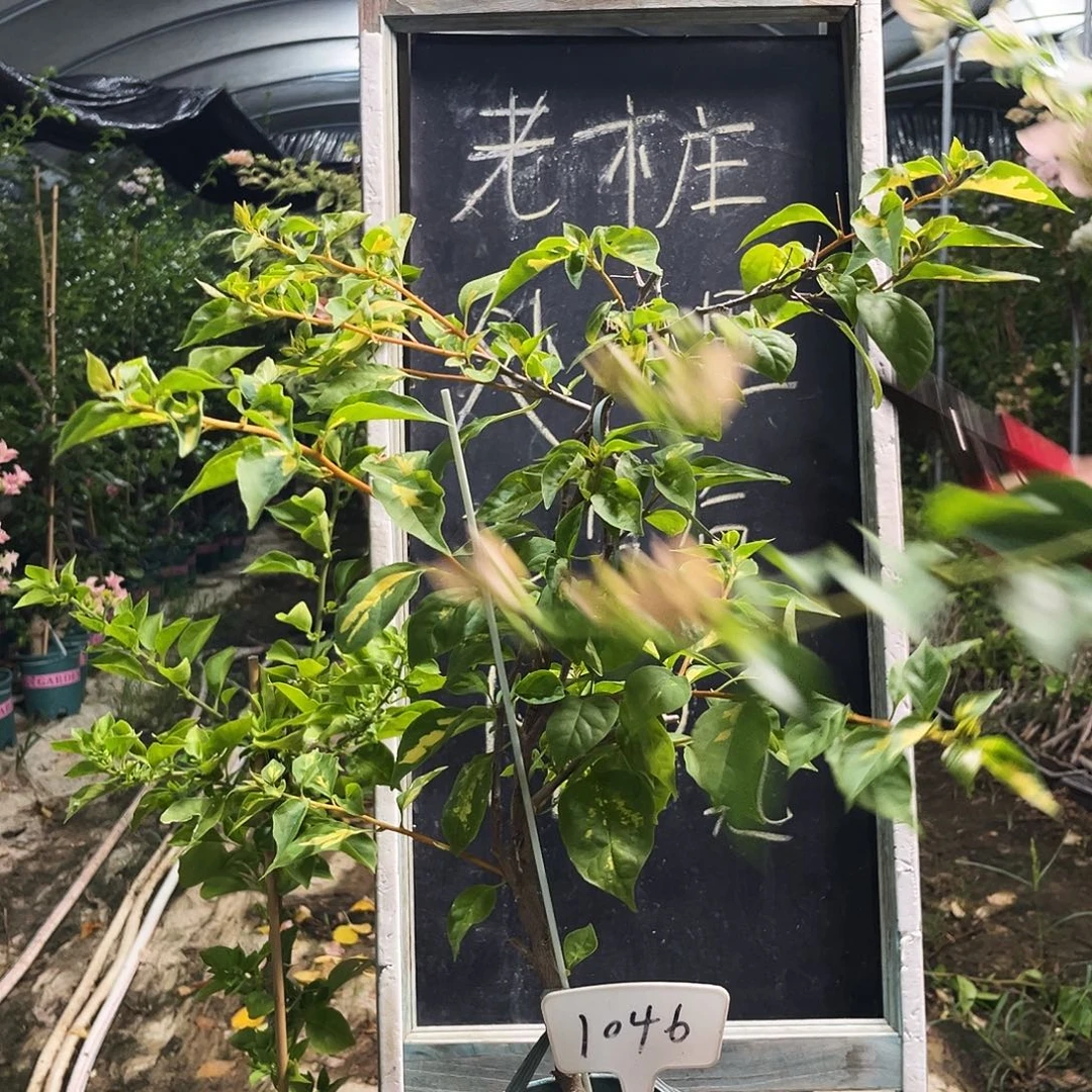 完全开放三角梅三角梅1046