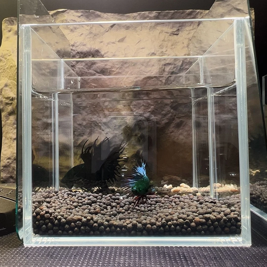 斗鱼精品精品精品