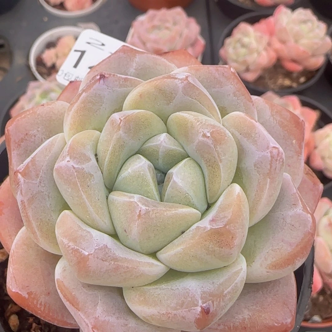 冰玉单头一颗脱土发货