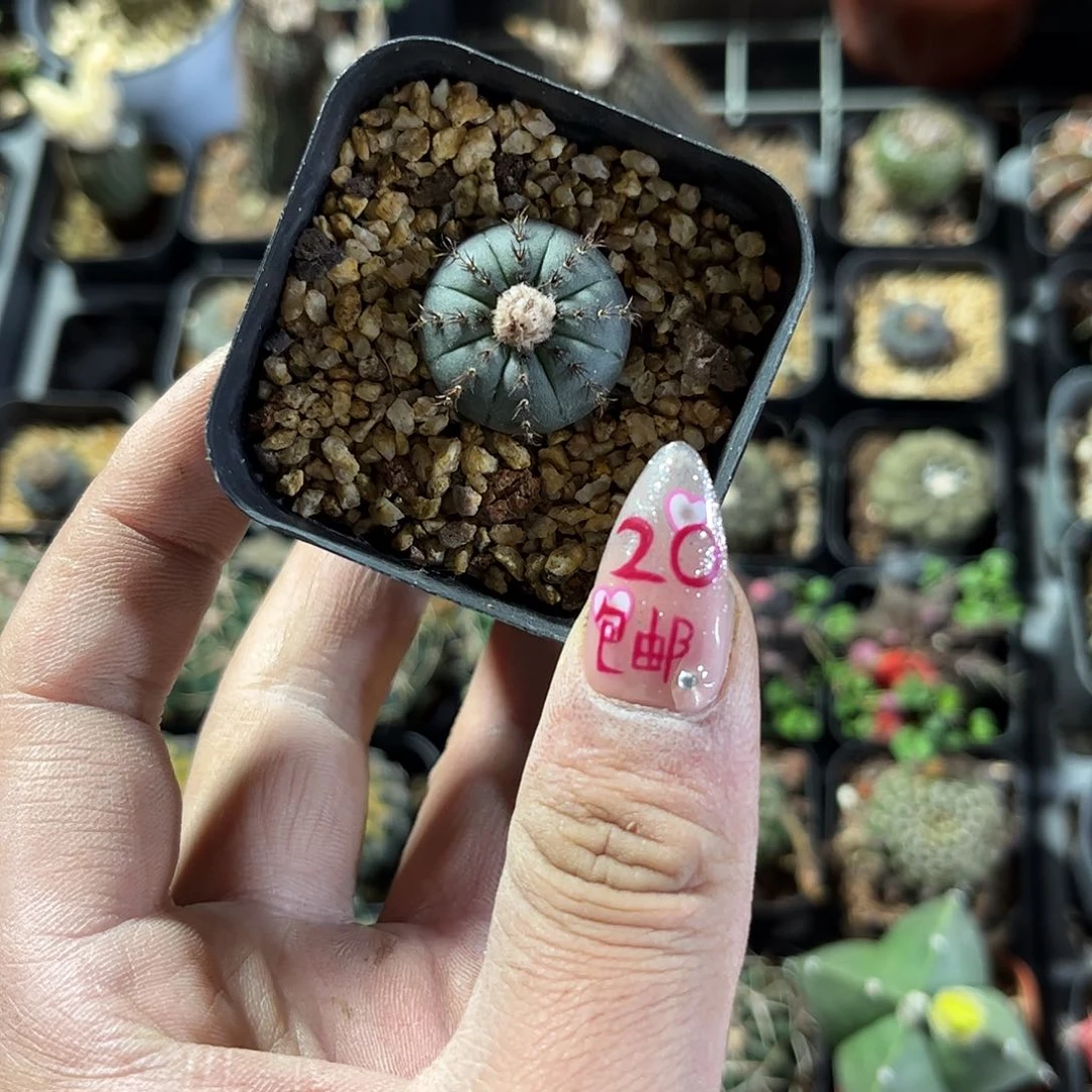 艳姬士童单头发货有根发货