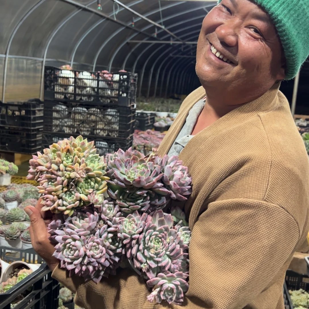 多肉植物霜花四个