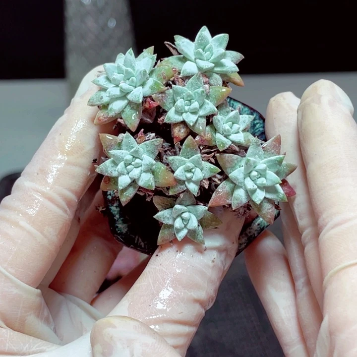 白菊样品1颗带盆