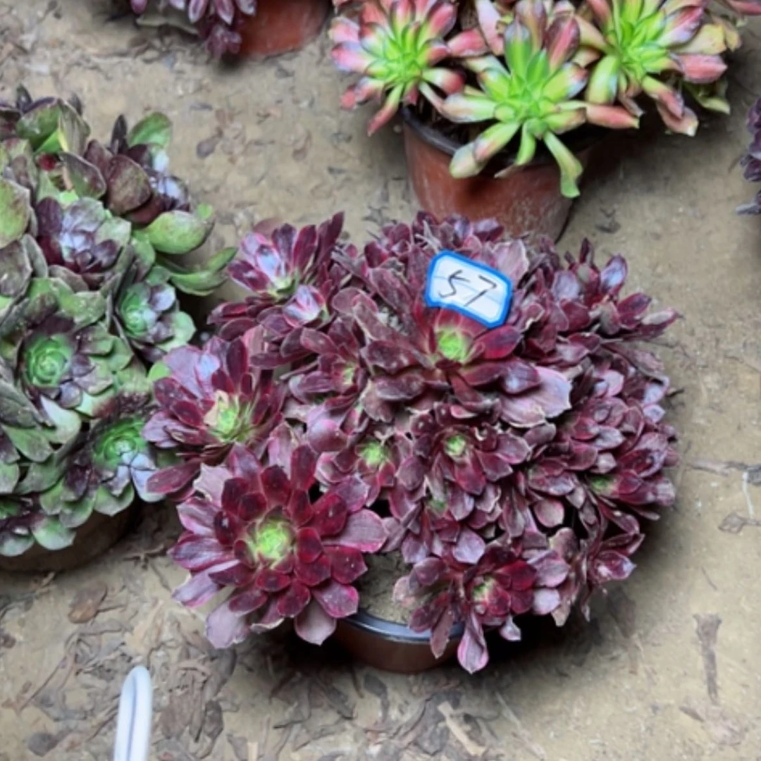 【闪购商品】无*安娜57