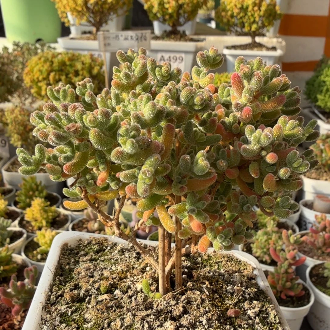 A912红冰晶尺寸9.5厘米