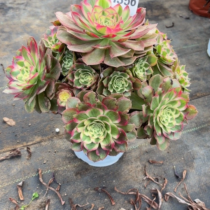 瑞妈，，，，。。。356千禧，