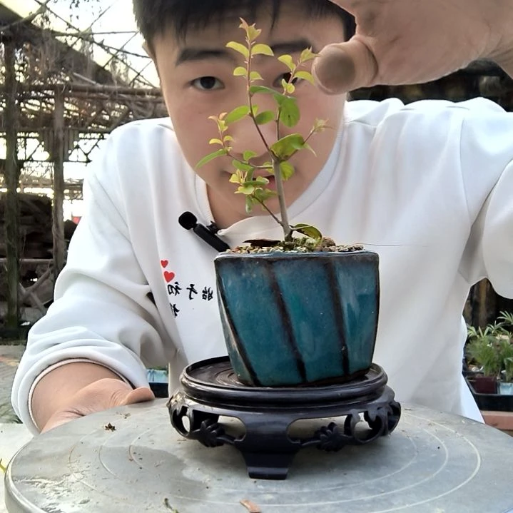 清*小盆景小植物一物一拍78
