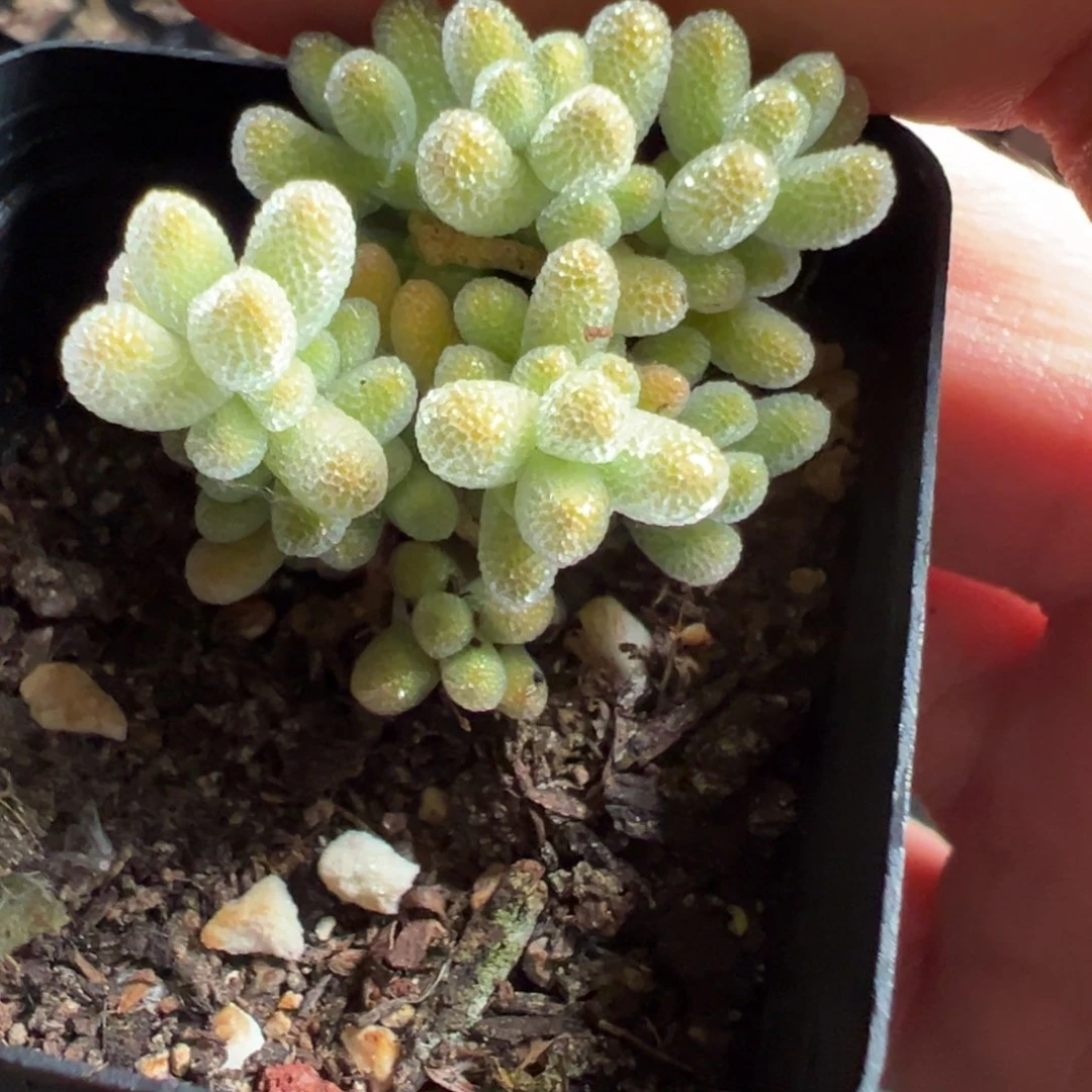 冰晶55杯老桩福利精品