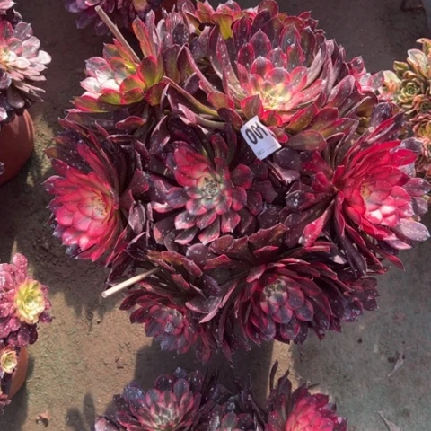 惠*子001烟花朵朵多肉，