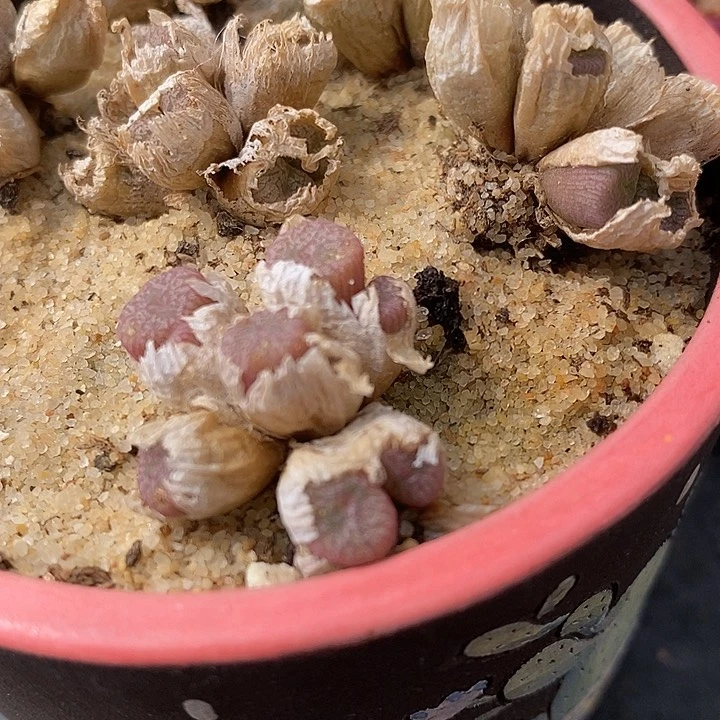3头以上蜜枣铜壶一颗