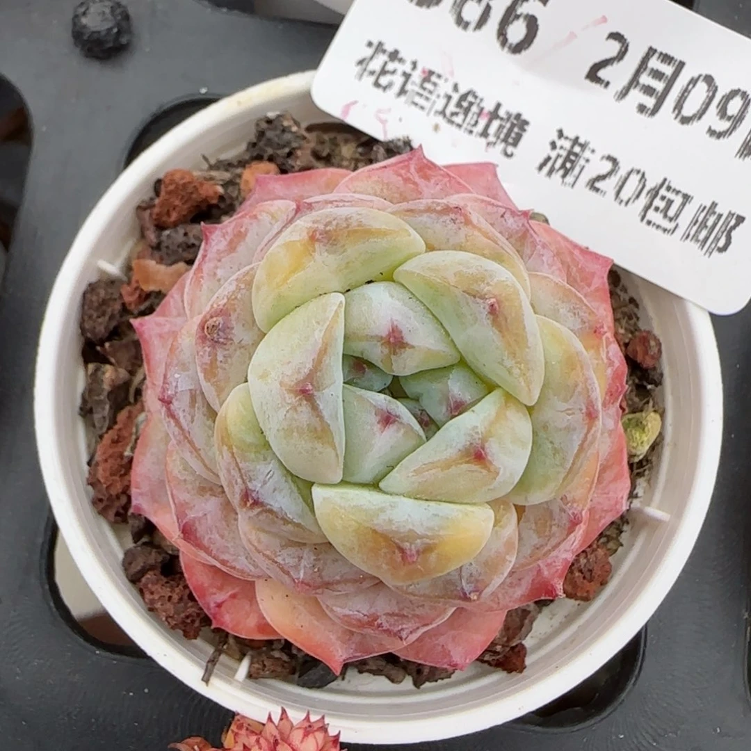 花语逸境0209-386