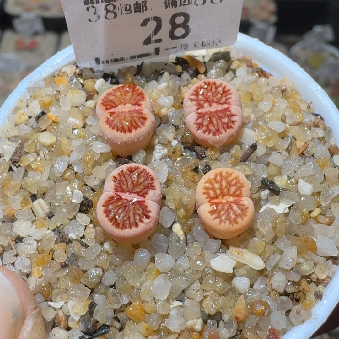 Sss精品清仓款28粉菊