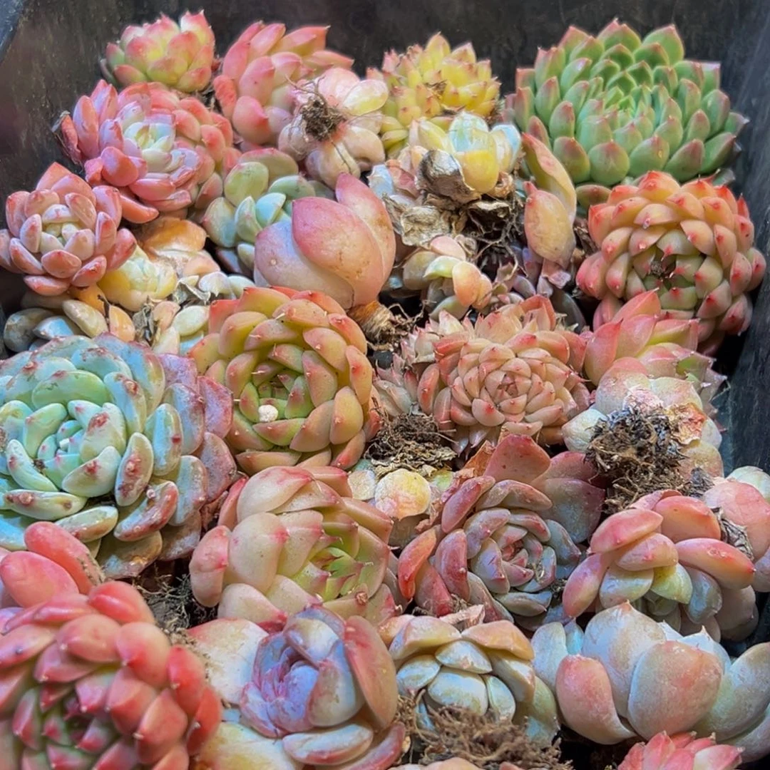 884多肉葡萄领导人物简介