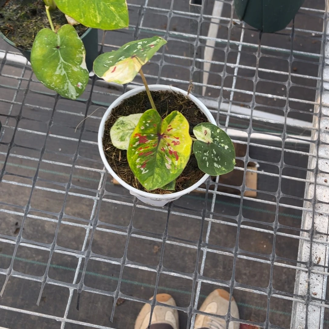 又***久无花朵            933沐心不包售后