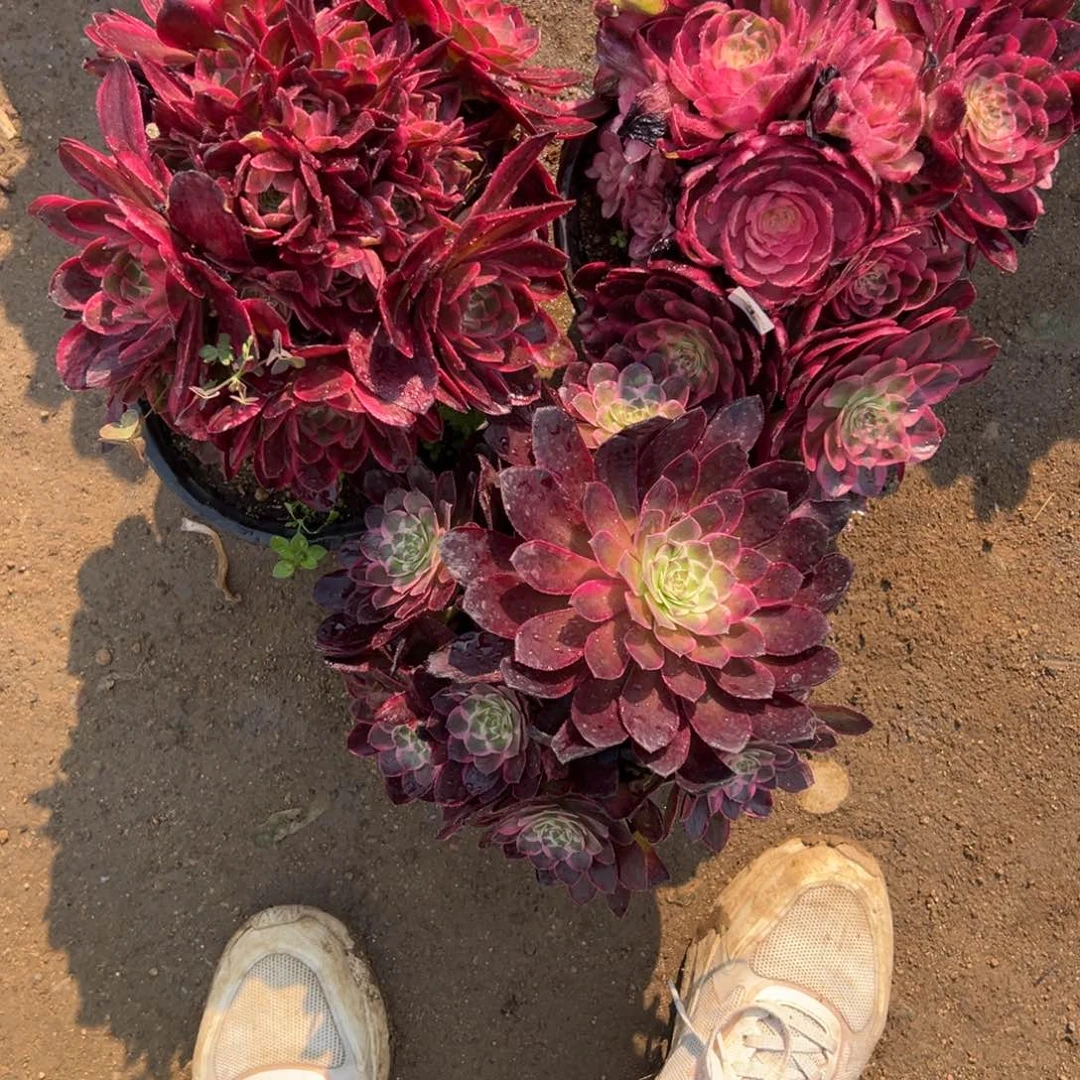 21三颗多肉植物系