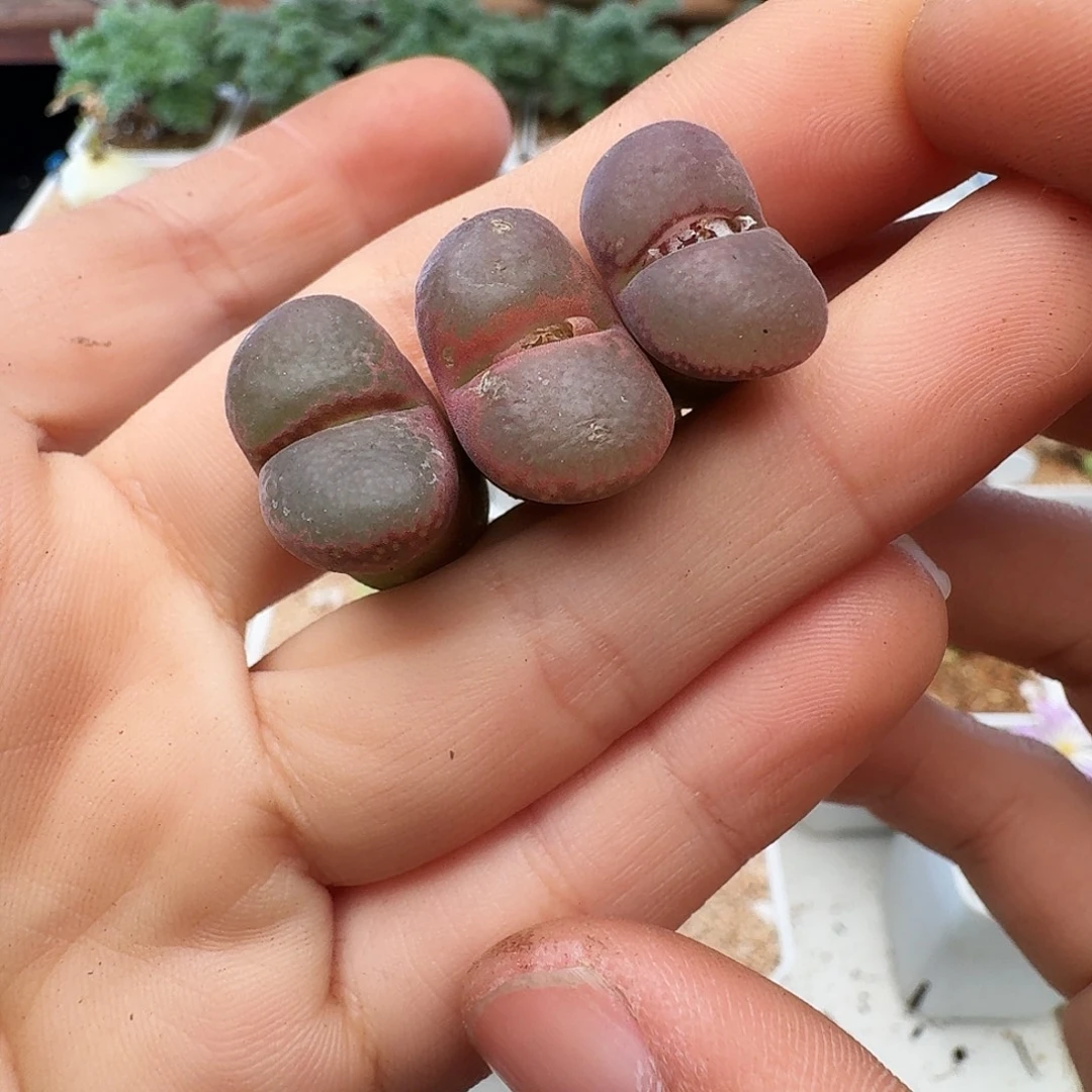 20包邮默认脱土发货192