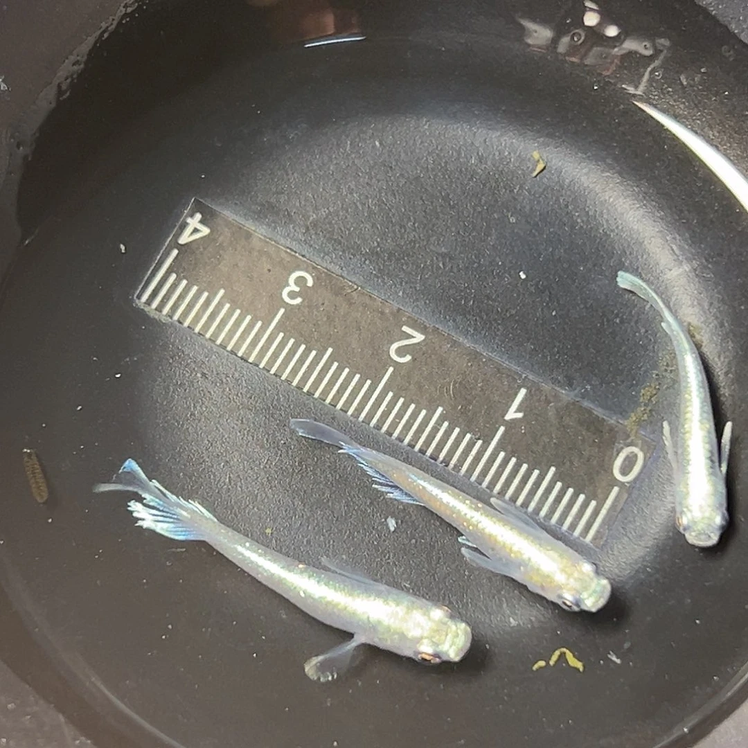 海水宽鳍玛丽亚一组63