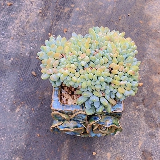 A***℡灯美人缀化多肉植物