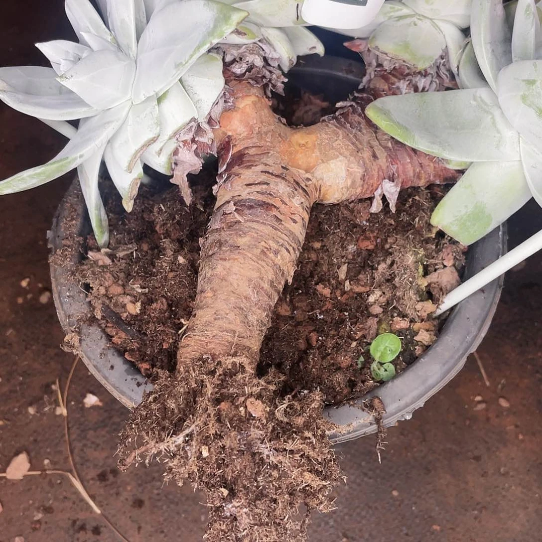 跳*糖瑕疵不售后老桩4781