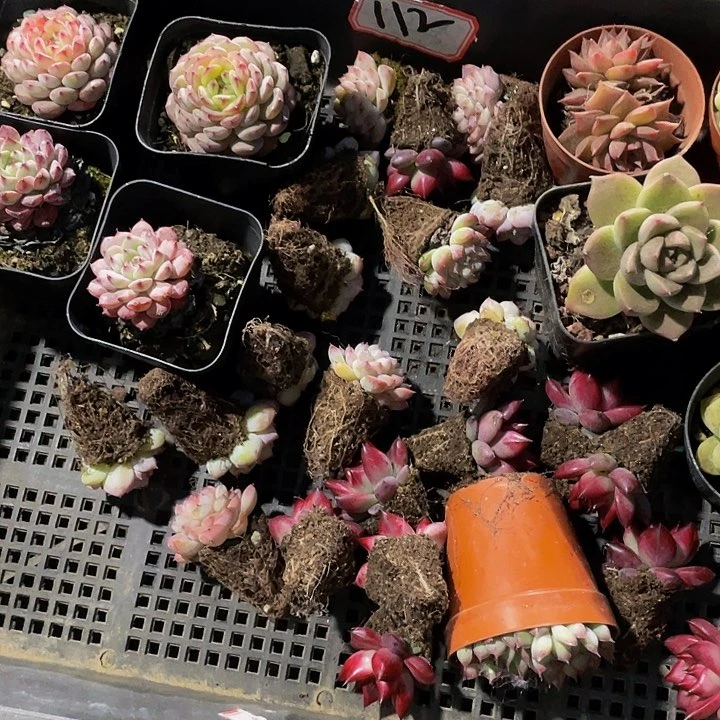 浅**凉112号筐10颗以挑完