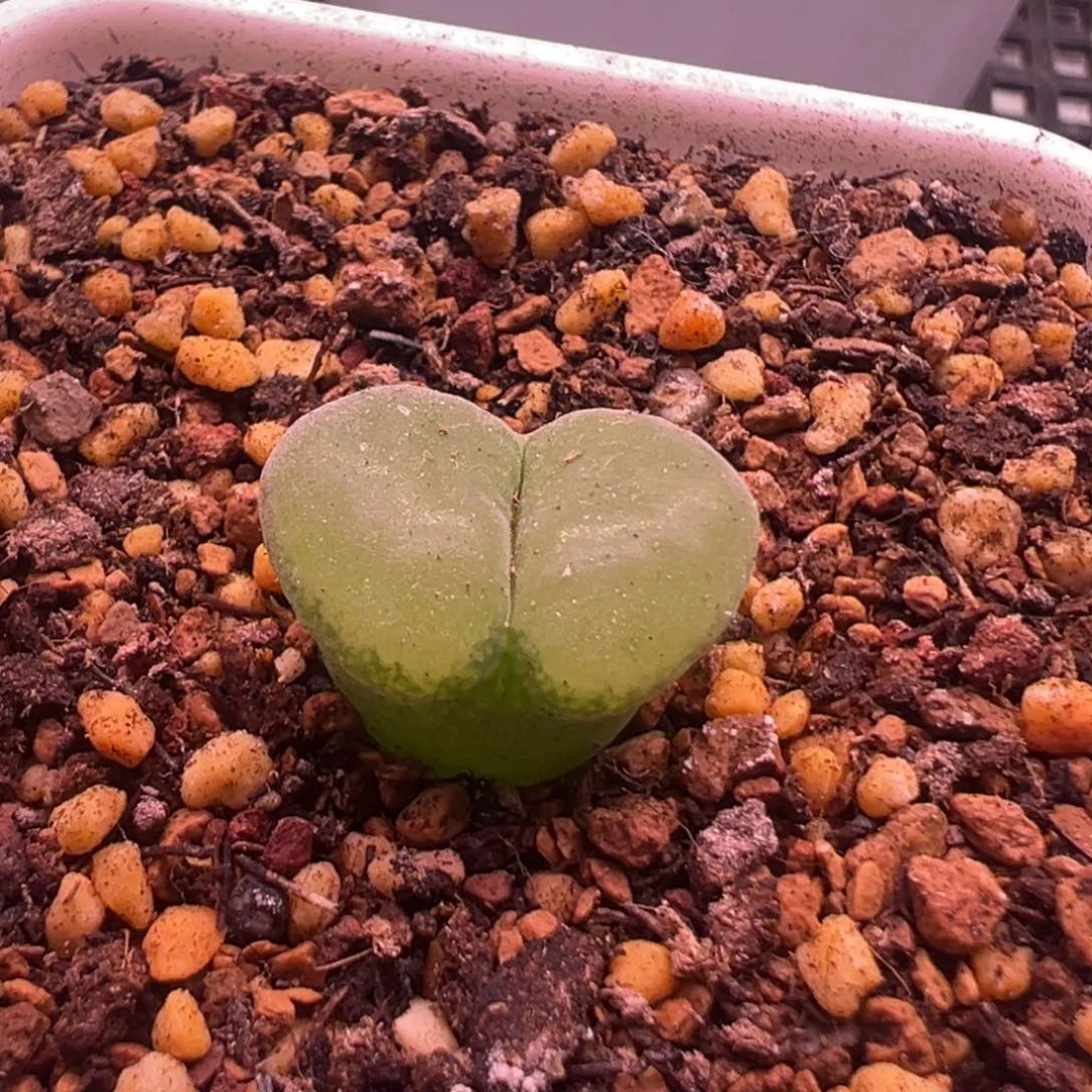 π*专拍专拍 肉锥植物