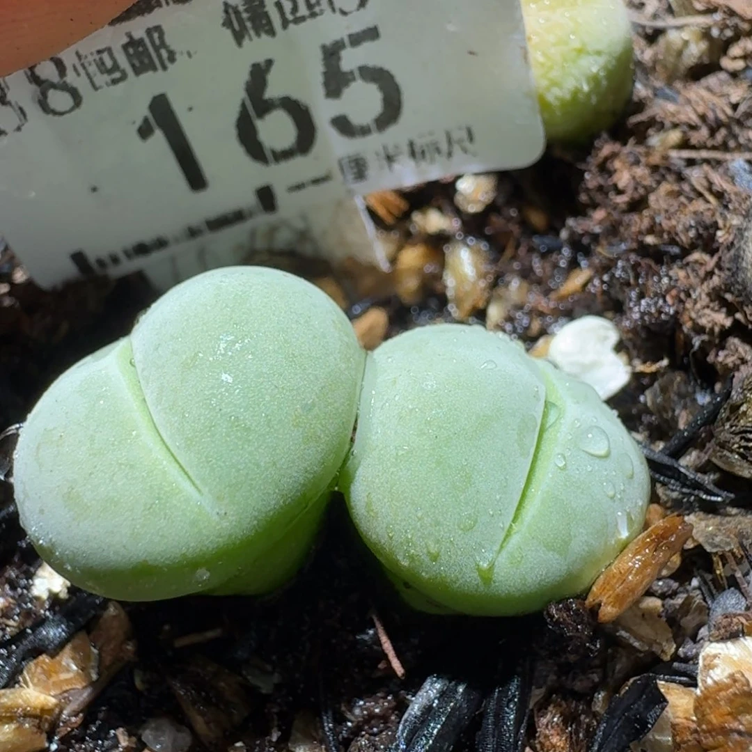 Ssss清货价便宜出165