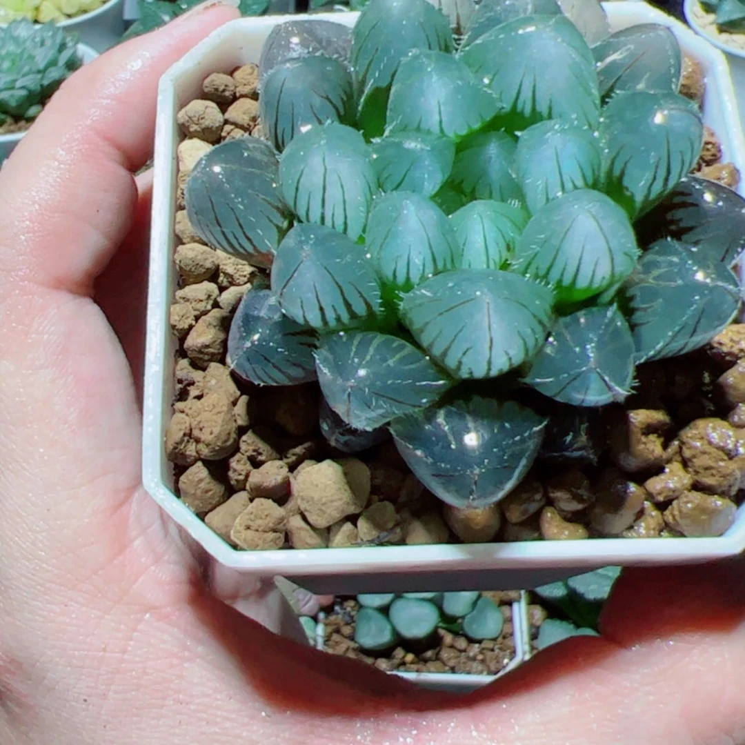 【闪购商品】紫镜玉露