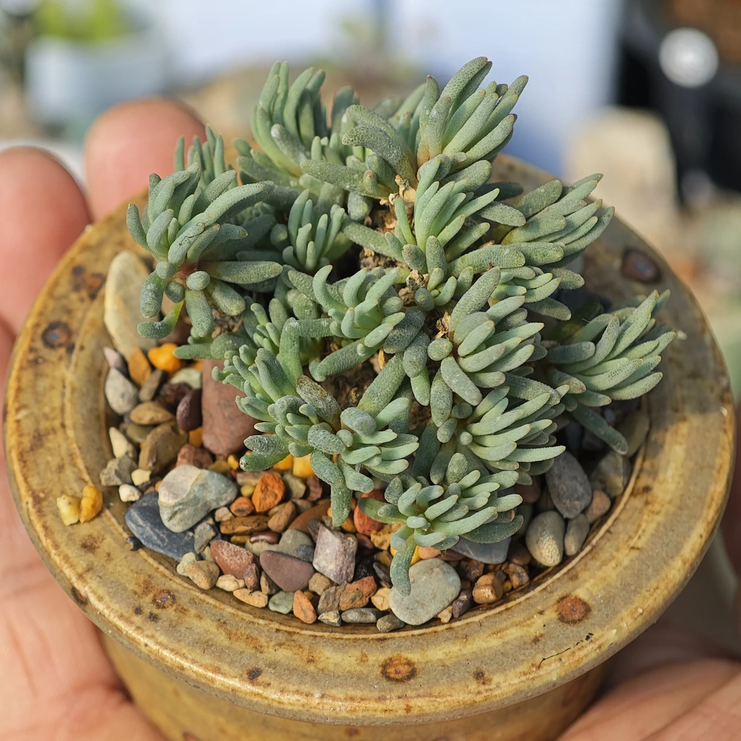 晶珊瑚番杏块根植物带盆适合办公室阳台养殖